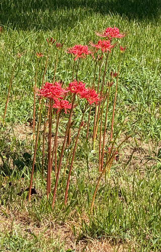 red spider lily