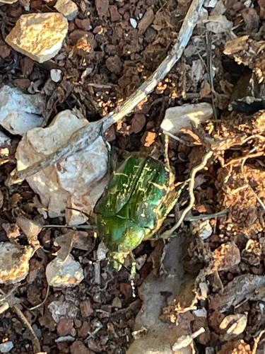 European Rose Chafer
