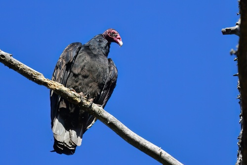 Turkey Vulture