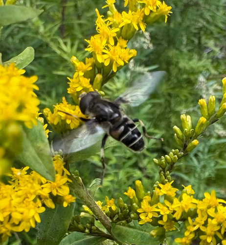 Black-shouldered Drone Fly