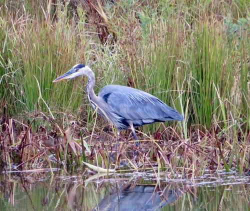 Great Blue Heron
