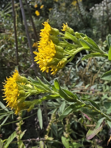 stiff-leaved goldenrod
