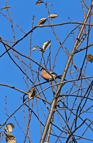 Eurasian Bullfinch