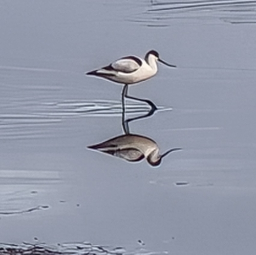 Pied Avocet