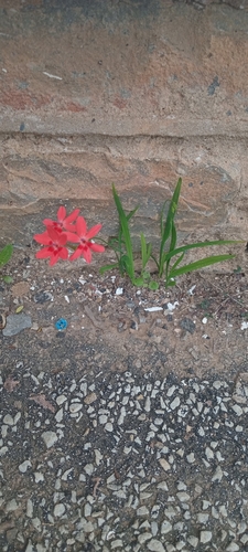 Freesia laxa, photograph 1