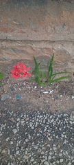 Freesia laxa, photograph author not stated, no rights reserved
