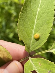 Puccinia sambuci