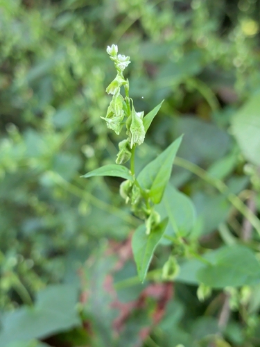 Fallopia scandens, photograph 4