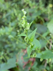 Fallopia scandens, photograph (c) Tom Field, some rights reserved (CC BY)