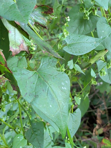 Fallopia scandens, photograph 5