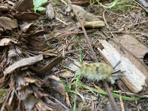 Banded Tussock Moth