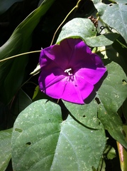 Ipomoea purga
