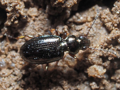 Bembidion lampros