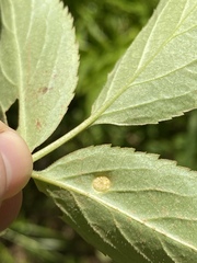 Puccinia sambuci