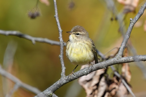Western Palm Warbler