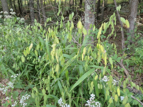 Chasmanthium latifolium