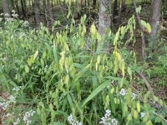 Chasmanthium latifolium