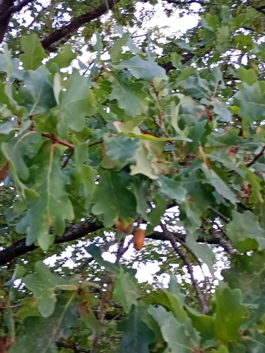 English oak