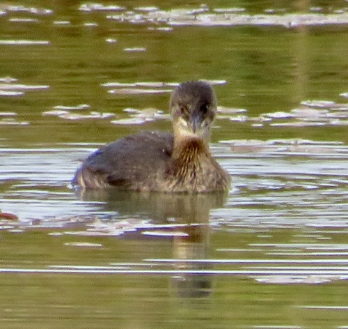Pied-billed Grebe