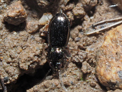 Bembidion lampros