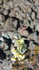 Streptanthus diversifolius