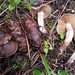 Cortinarius miwok - Photo (c) Alan Rockefeller, some rights reserved (CC BY), uploaded by Alan Rockefeller