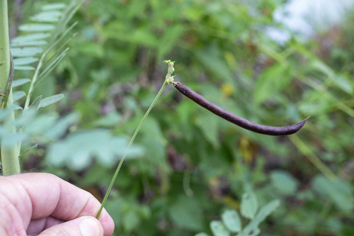 trailing fuzzy-bean