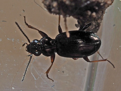 Bembidion lampros