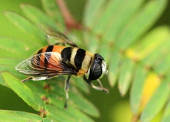 Phytomia argyrocephala