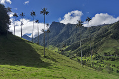 Ceroxylon quindiuense