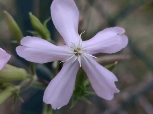 common soapwort
