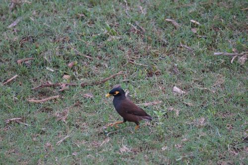Common Myna