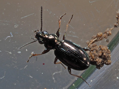 Bembidion lampros