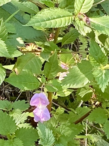 Himalayan balsam