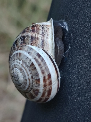 Chocolate-band Snail