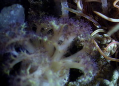 Themiste pyroides