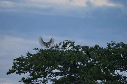 Black-headed Ibis