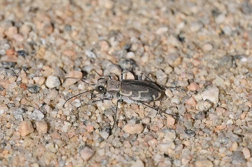 Bronzed Tiger Beetle