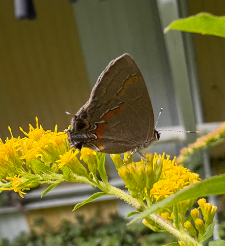 Red-banded Hairstreak