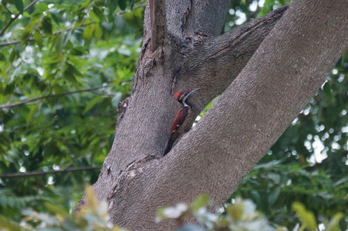 Red-backed Flameback
