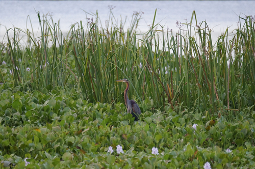 Purple Heron