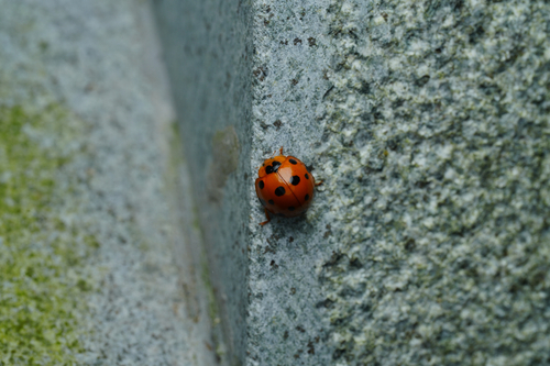 Greater Asian Lady Beetle