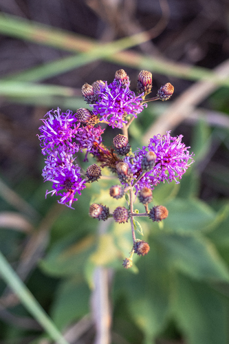 Western Ironweed