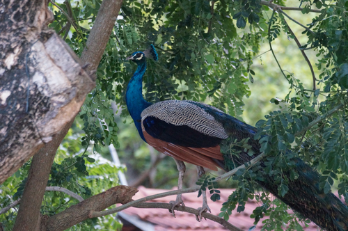 Indian Peafowl