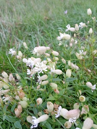 bladder campion