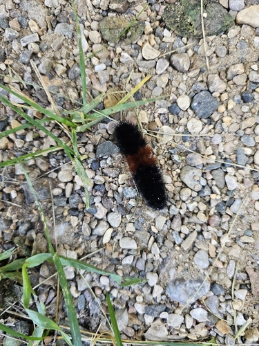 Isabella Tiger Moth