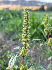 Amaranthus powellii
