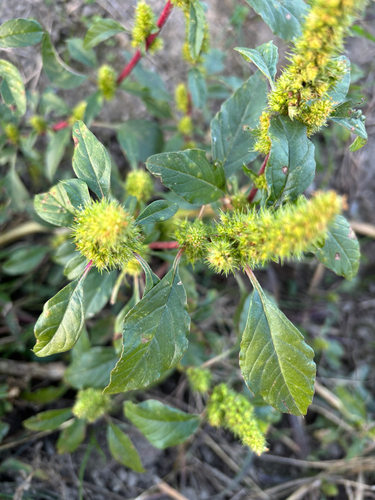 Amaranthus powellii, photograph 2