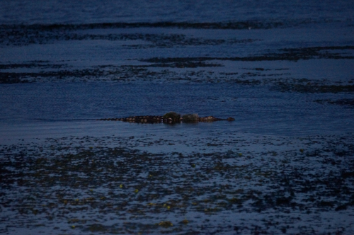 Mugger Crocodile