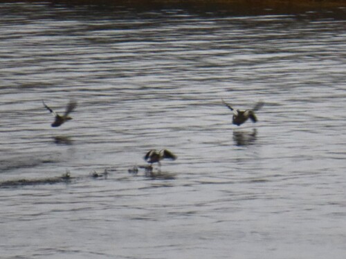 Red-breasted Merganser